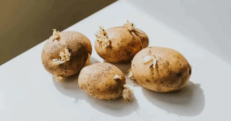 Rigenerare Ortaggi da Scarti di Cucina: 9 Idee da Rendere Concrete Questo Agosto