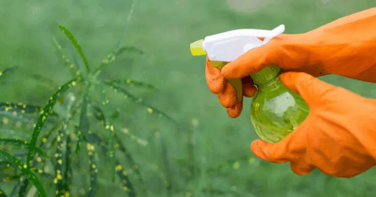 Addio alle erbacce: diserbante naturale con 3 ingredienti e zero chimica