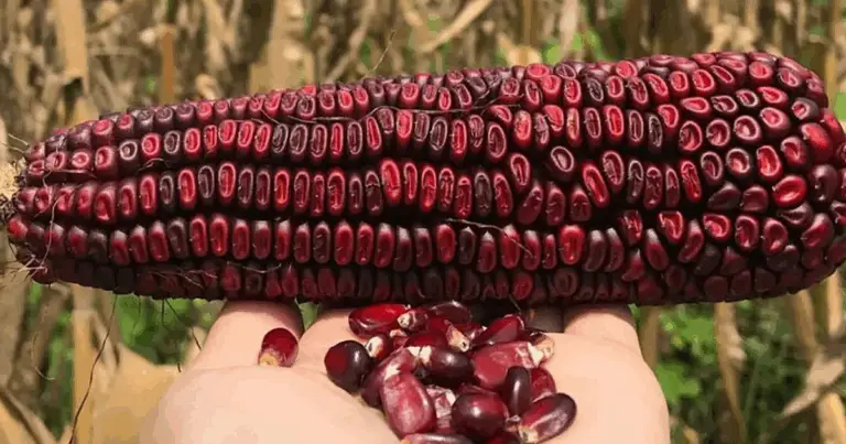 Jimmy Red Corn 🌽 Il ritorno di una leggenda del Sud degli Stati Uniti