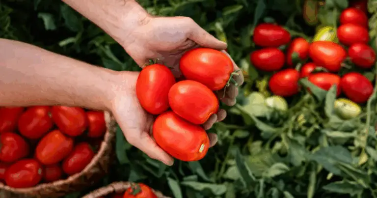 🍅 Le Deliziose Varietà di Pomodoro: Guida Completa per Conoscerle e Usarle in Cucina