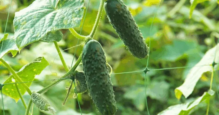 Coltivare cetrioli con la struttura a capanna: guida completa dal seme al raccolto