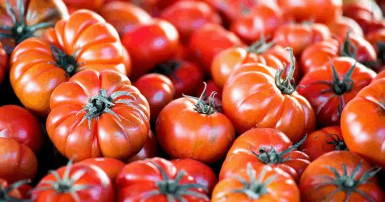 🍅 Guida completa alle varietà di pomodori: caratteristiche, usi e coltivazione