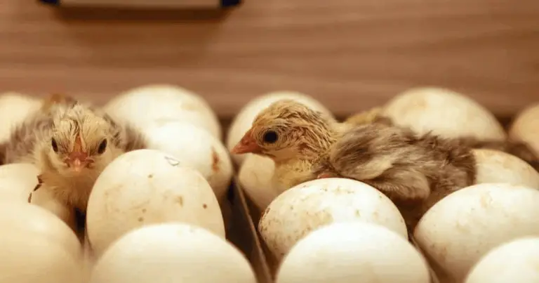 Il Ciclo Riproduttivo delle Galline: dalla Fecondazione alla Schiusa 🐔🐣
