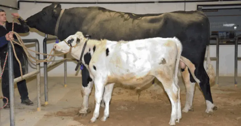 Trasferimento embrionale nei bovini: guida completa