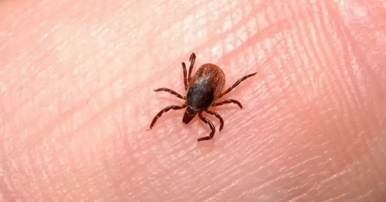 Zecche sul Bestiame: Specie, Rischi e Prevenzione 🐄🕷️