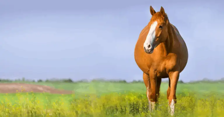 Durata della Gestazione negli Animali da Allevamento: Guida Completa per Allevatori e Appassionati