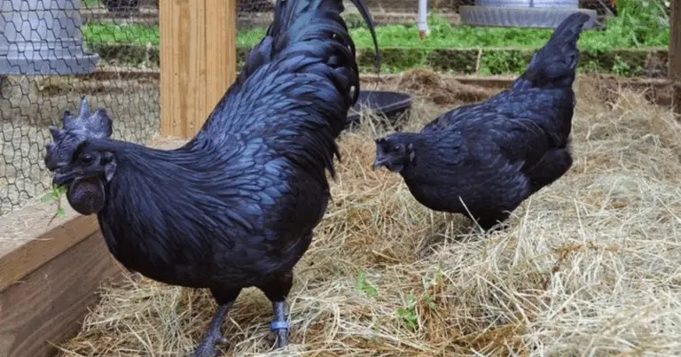 Ayam Cemani: il pollo completamente nero che affascina il mondo 🐓🖤