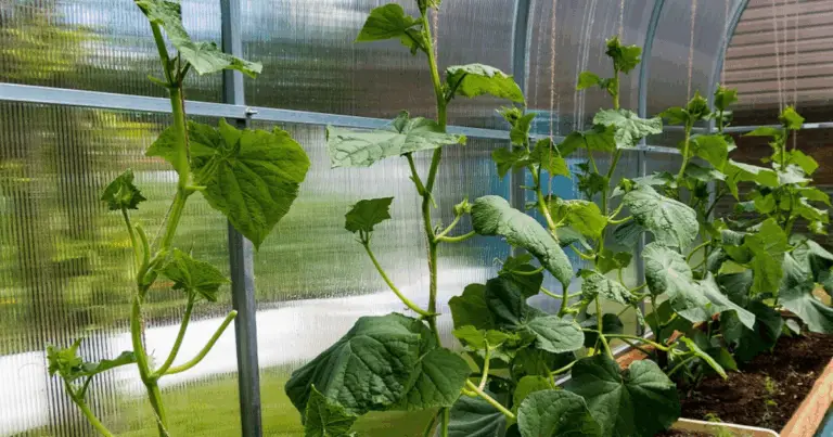 Costruire un traliccio per cetrioli: guida completa per un raccolto abbondante 🥒🌿