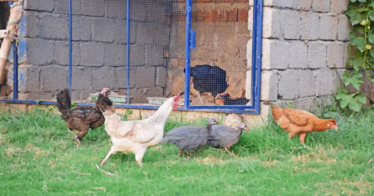 Costruire un Pollaio Economico: Guida Completa per un Rifugio Sano e Sostenibile