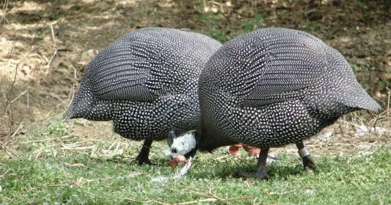 Varietà di faraone: guida completa alle galline d’angola più affascinanti