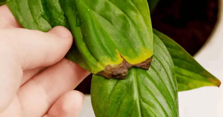 Diagnosi dei problemi delle piante: guida completa per riconoscerli e risolverli