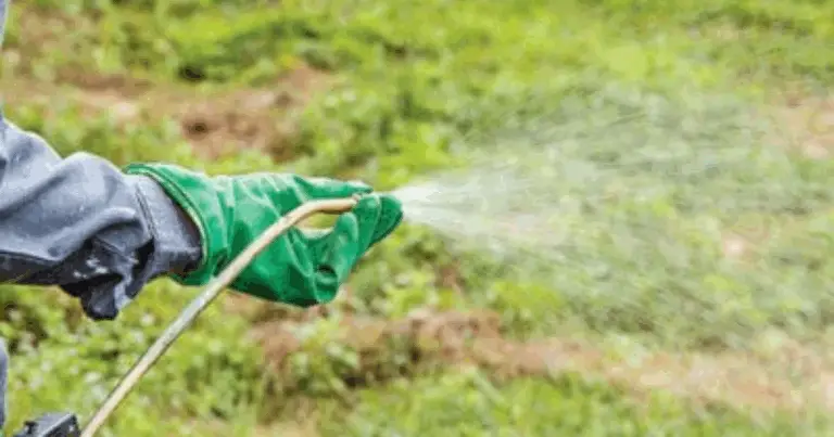Diserbante Naturale con Aceto e Sale: Guida Completa per Eliminare le Erbacce senza Chimica