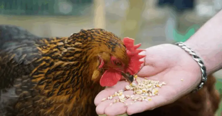 Pollaio in Giardino: Come Allevare Galline Felici e Avere Uova Fresche Tutto l’Anno 🐔🥚