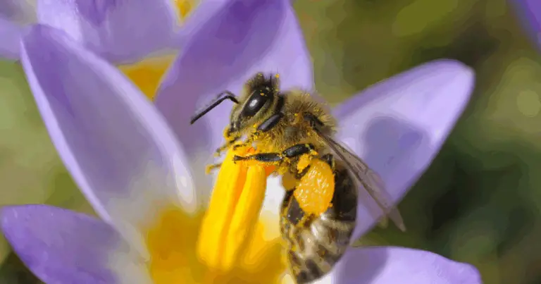 🐝 Api e Vespe: Come Riconoscerle e Perché Sono Importanti per l’Ambiente