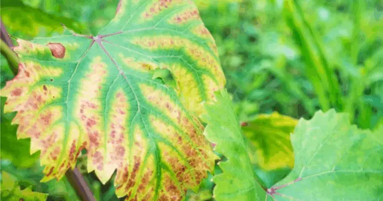 🌿 Guida completa alle carenze nutritive delle piante: sintomi e rimedi