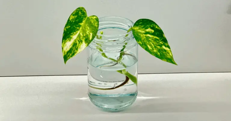 🌿 8 Piante che puoi coltivare in acqua: guida completa