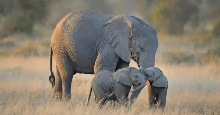 🐾 Tempo di gestazione negli animali: un viaggio affascinante nella natura
