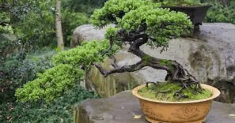 🌳 Il processo di creazione di un bonsai: guida passo dopo passo