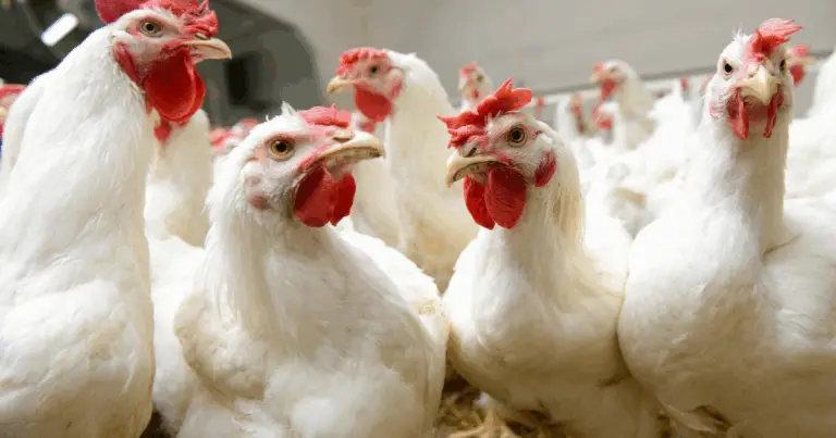 🐓 I 10 polli più costosi al mondo: curiosità, origini e prezzi