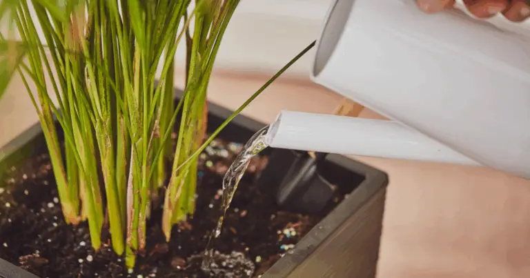 🌿 Migliori fertilizzanti naturali per piante d’appartamento