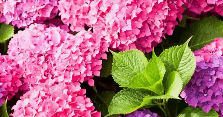 🌸 Come propagare e coltivare le ortensie: guida completa passo dopo passo 🌿
