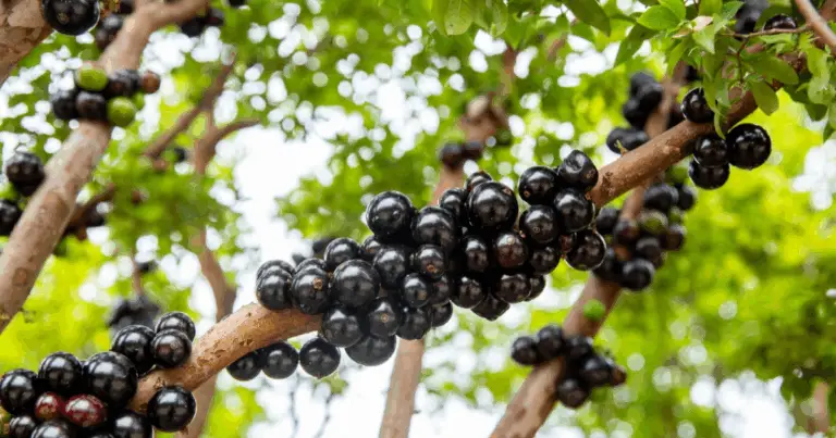🍇 Jabuticaba: il frutto brasiliano che cresce direttamente sul tronco