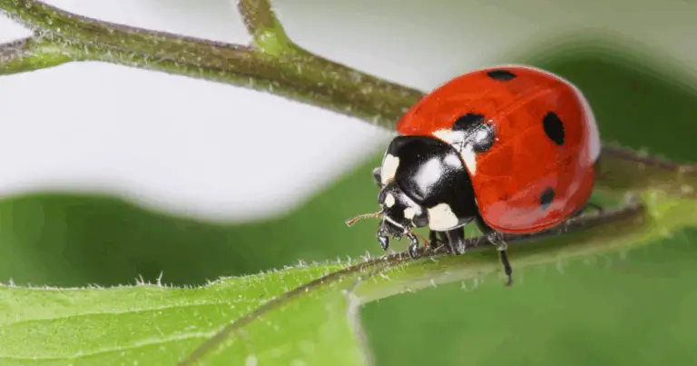 🐞 Coccinelle endemiche d’Europa: una guida completa