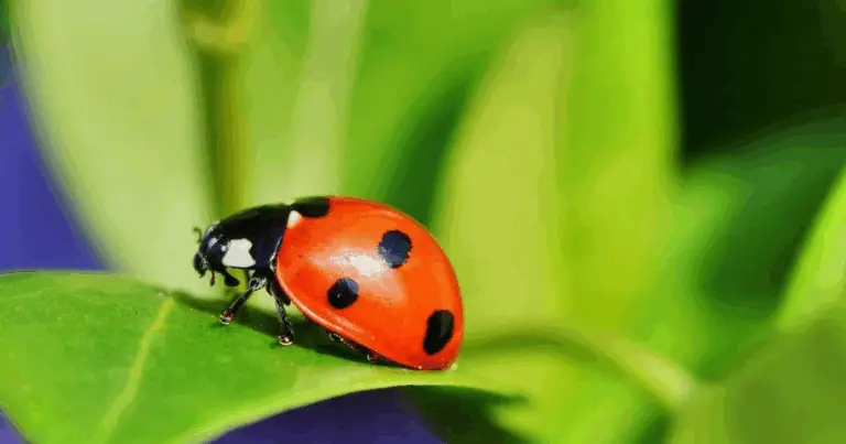 🐞 Differenze tra la coccinella asiatica e la coccinella comune