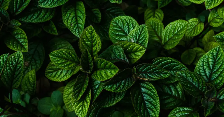 🌿 La tua pianta ti parla: impara a riconoscere i segnali e a prendertene cura 🌱