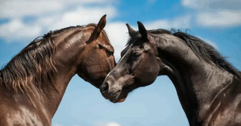 🐎 Scoprire le Razze di Cavalli: Bellezza, Storia e Caratteristiche