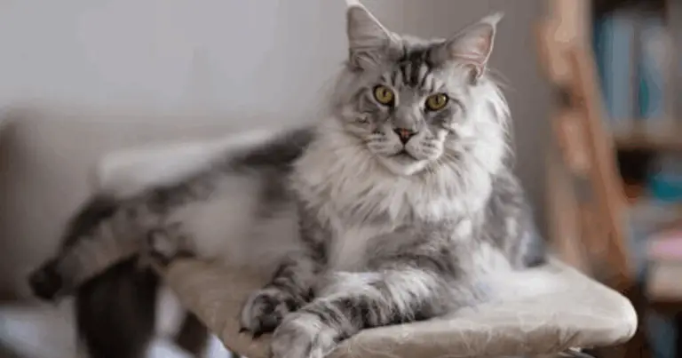 🐾 Razze di Gatti: Una Guida Completa alle Principali Razze Feline 🐾