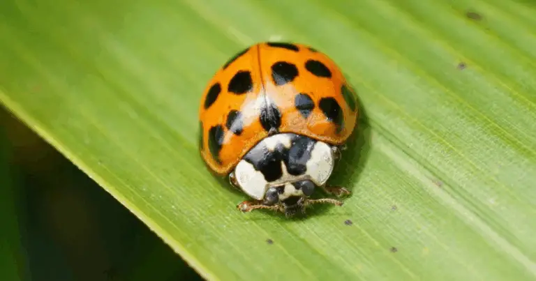 🌿 Coccinella Asiatica vs Coccinella Comune 🐞