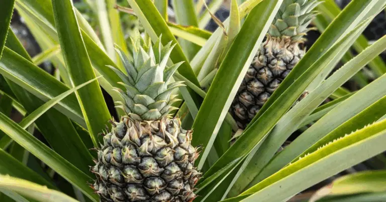 🌞🍍 Coltivare un Ananas in Acqua: Guida Completa per Trasformare la Tua Casa in un Angolo Tropicale 💧🍍