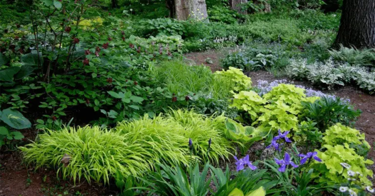 🌳 25 Piante che Prosperano all’Ombra degli Alberi: Guida Completa per un Giardino Rigoglioso 🌼