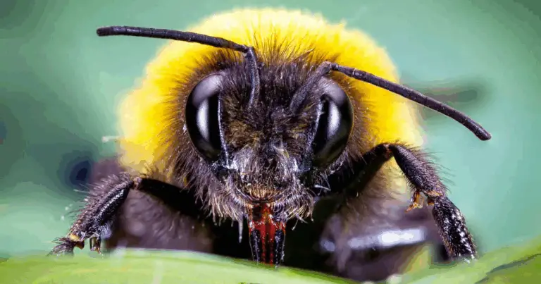 🐝 Api, Bombi e Vespe: Come Riconoscerli, Evitarne i Rischi e Proteggere la Natura 🌸