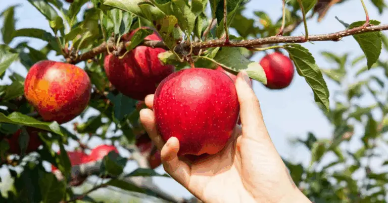 Coltivare frutta in un lampo: gli alberi e i cespugli da frutto più veloci per un raccolto rapido