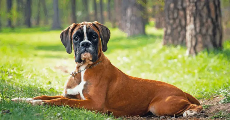 🐶 Scegliere il cane giusto per te: guida completa alle razze più amate