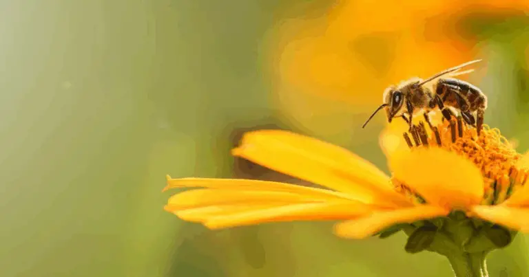 🌼 Salva le api piantando questi fiori in giardino 🌼