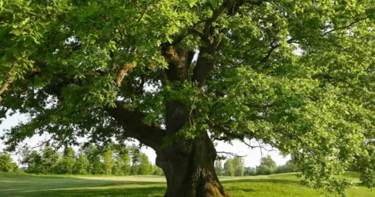 🌳 Energia Negativa ed Energia Positiva: Due Facce della Stessa Medaglia