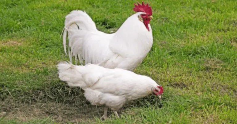 Scopri le Razze di Polli più Straordinarie: Guida Completa per Uova, Temperamento e Stile Unico