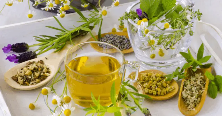 🌿 5 Erbe Medicinali che Migliorano la Tua Salute