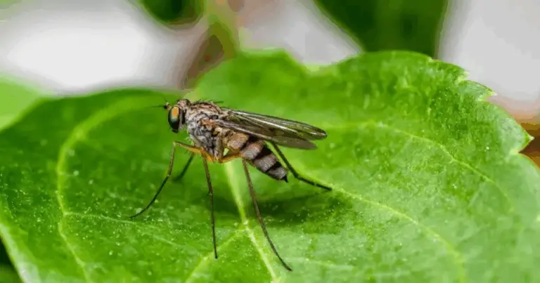 🌱 Piante che Tengono Lontani gli Insetti in Modo Naturale