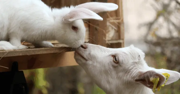 🐄 Quanto vivono gli animali da fattoria 🐑