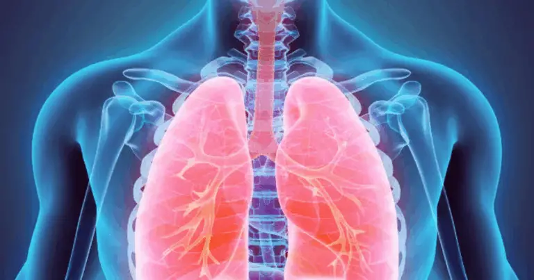 🌿 Le migliori erbe per i polmoni: guida naturale al benessere respiratorio