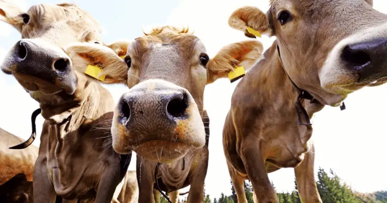 🐴 Durata della Vita degli Animali da Fattoria: Guida Completa