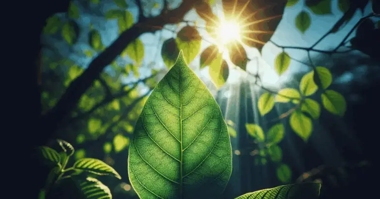 🍃 Impara il linguaggio delle tue piante attraverso le foglie