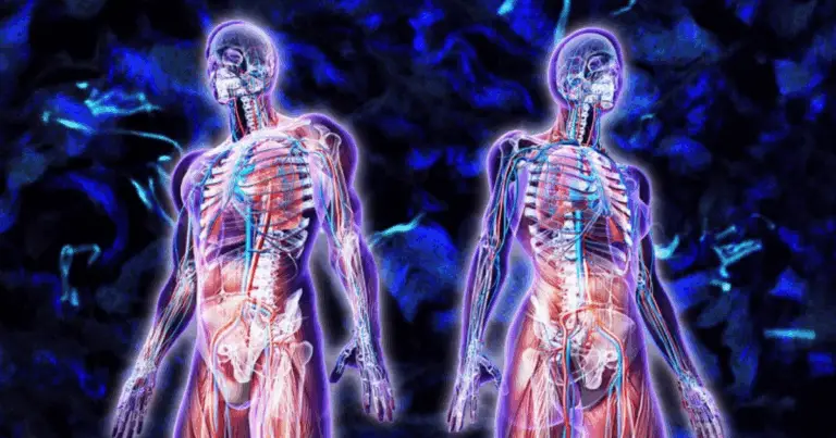 🧍 Organi del Corpo Umano: Funzioni e Importanza