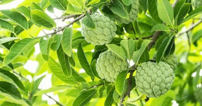 🍏 Annona: Guida Completa alla Coltivazione dal Seme al Frutto