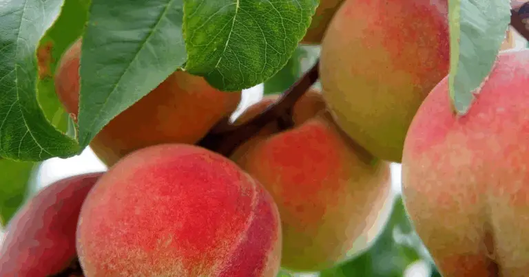 🍑 Come Coltivare un Pesco dal Seme: Guida Completa