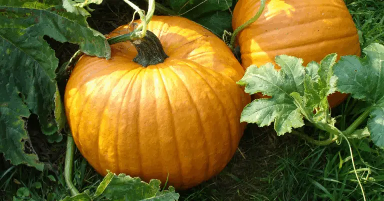 🎃 Coltivare la zucca: dalla semina alla raccolta
